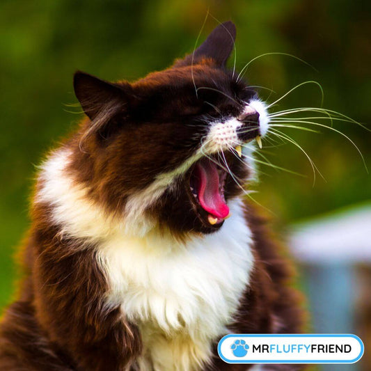 Pourquoi mon chat se met-il à éternuer autant tout à coup?