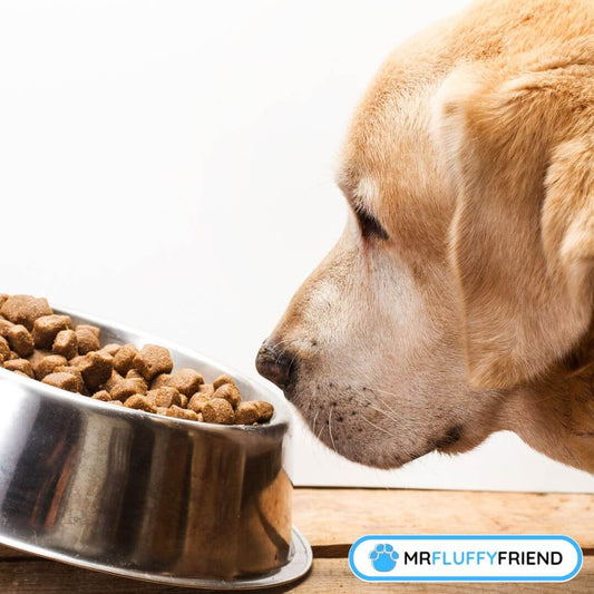 pourquoi mon chien renifle sa nourriture et s'en va après