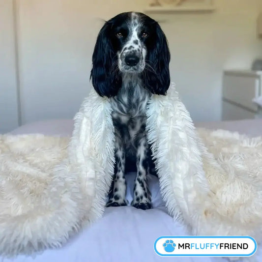 Image à la une pour un blog « 5 meilleurs produits pour chien : De la couverture apaisante au coussin orthopédique » – épagneul noir et blanc sur un lit sous une couverture crème