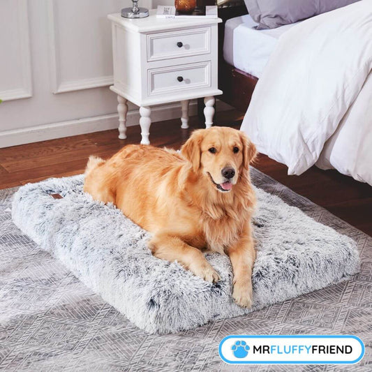 Meilleur lit pour chien contre larthrite