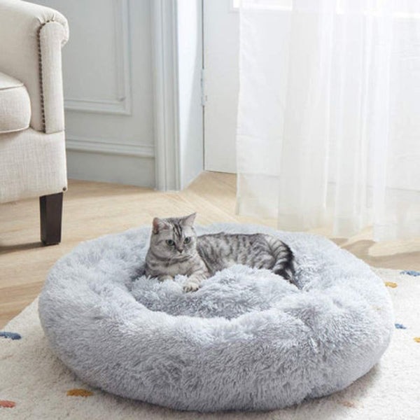Beaucoup de chats souffrent d'anxiété