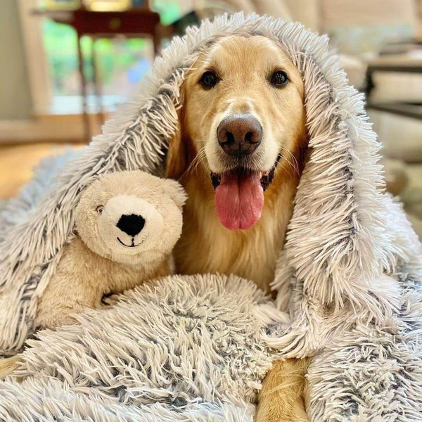 Gardez votre animal de compagnie au chaud, confortable et sans anxiété !