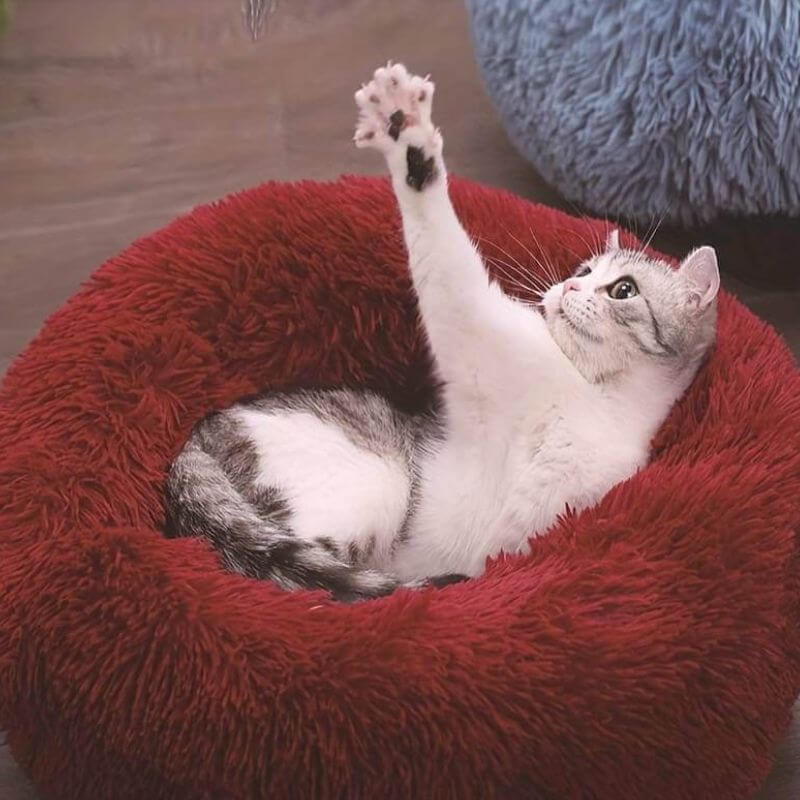 MrFluffyFriend - Le Meilleur Lit Thérapeutique Pour Chat